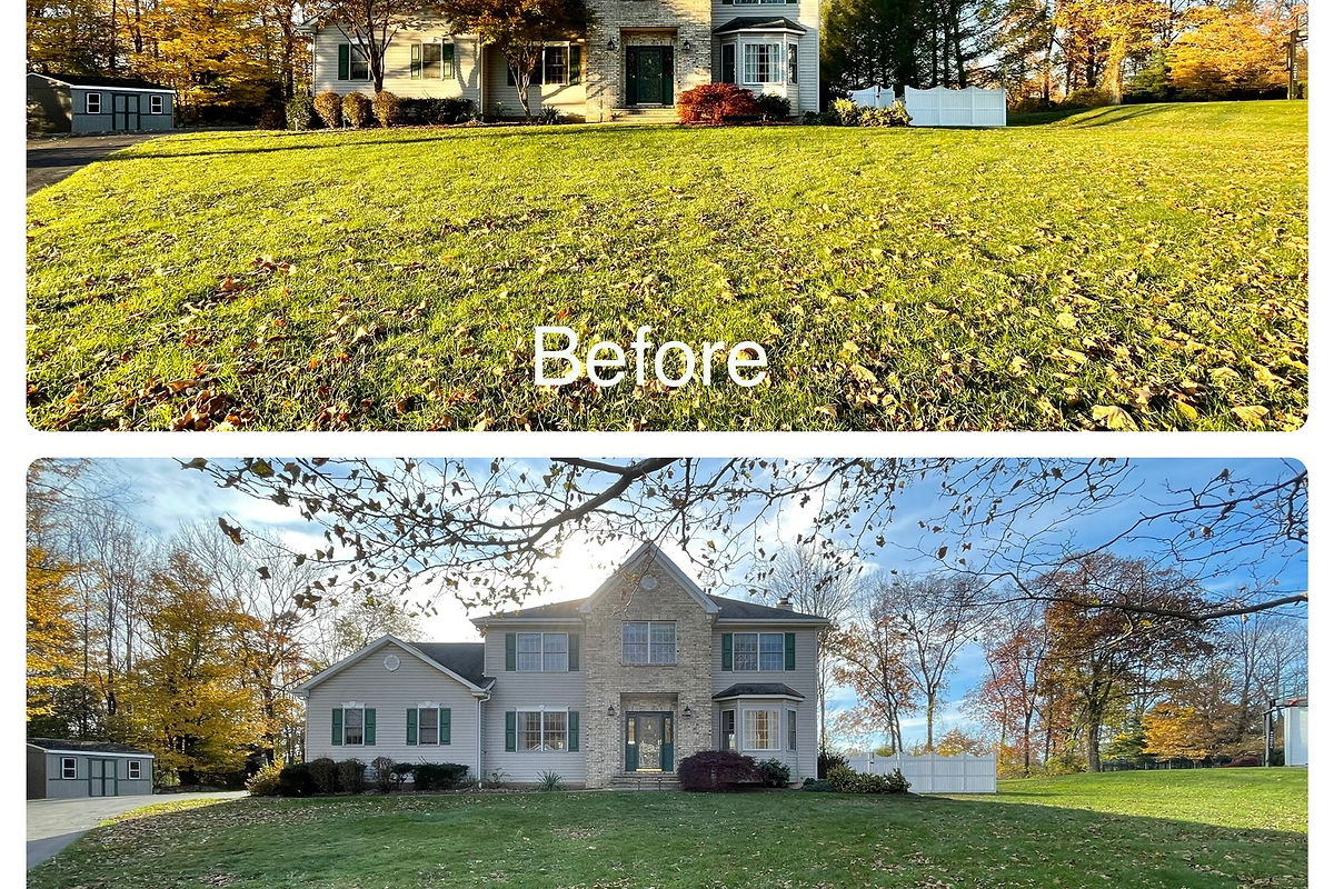 Roderick working in the trees
